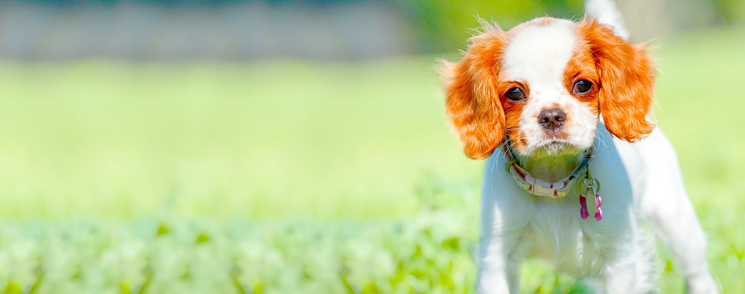 Dog Names Ending In No Popular Male And Female Names Wag 